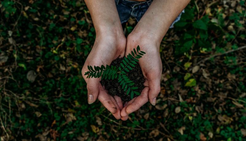 Two hands holding a plant